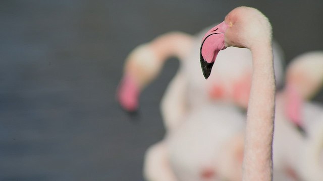 Greater Flamingo - ML543226971