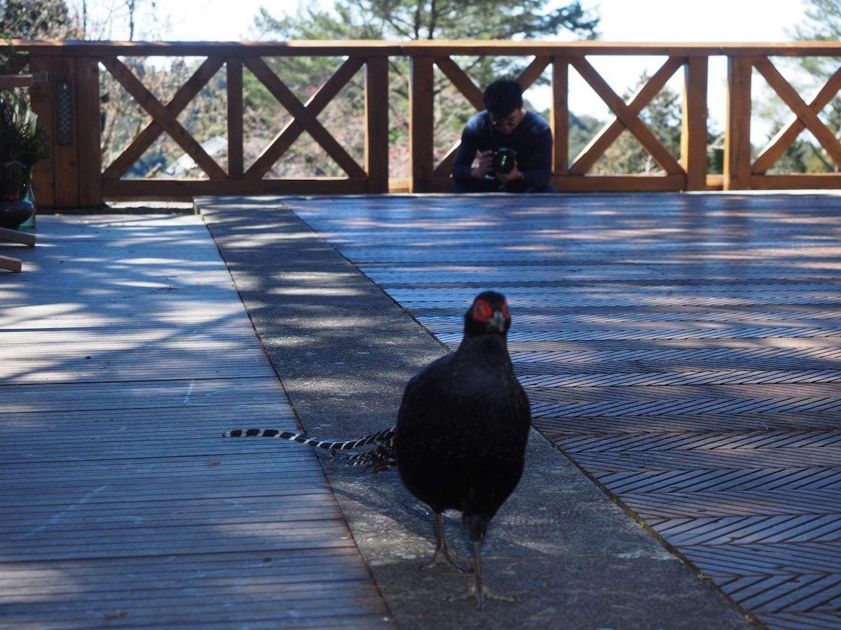 Mikado Pheasant - ML543227301