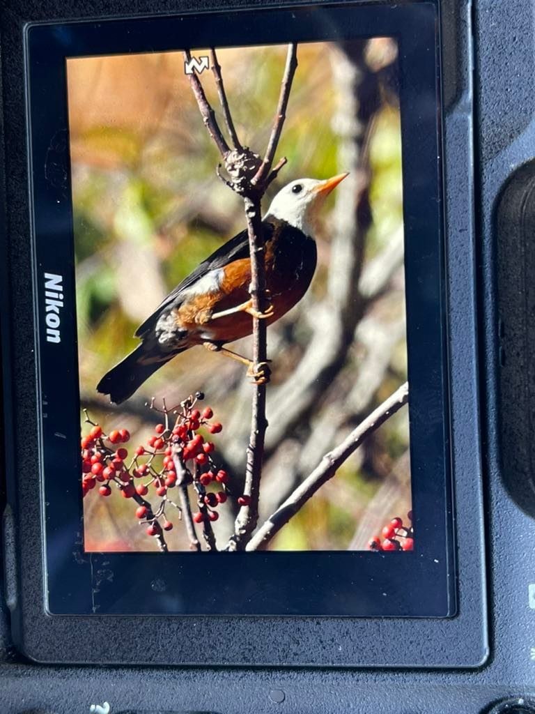 Taiwan Thrush - ML543227321