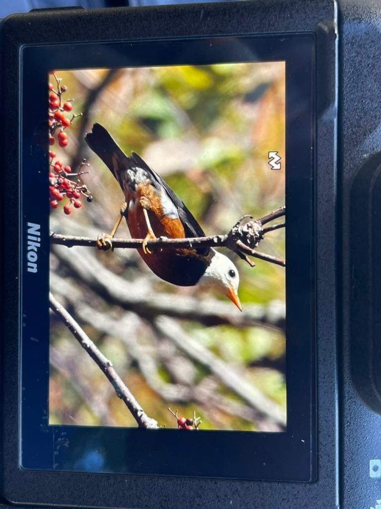 Taiwan Thrush - ML543227391