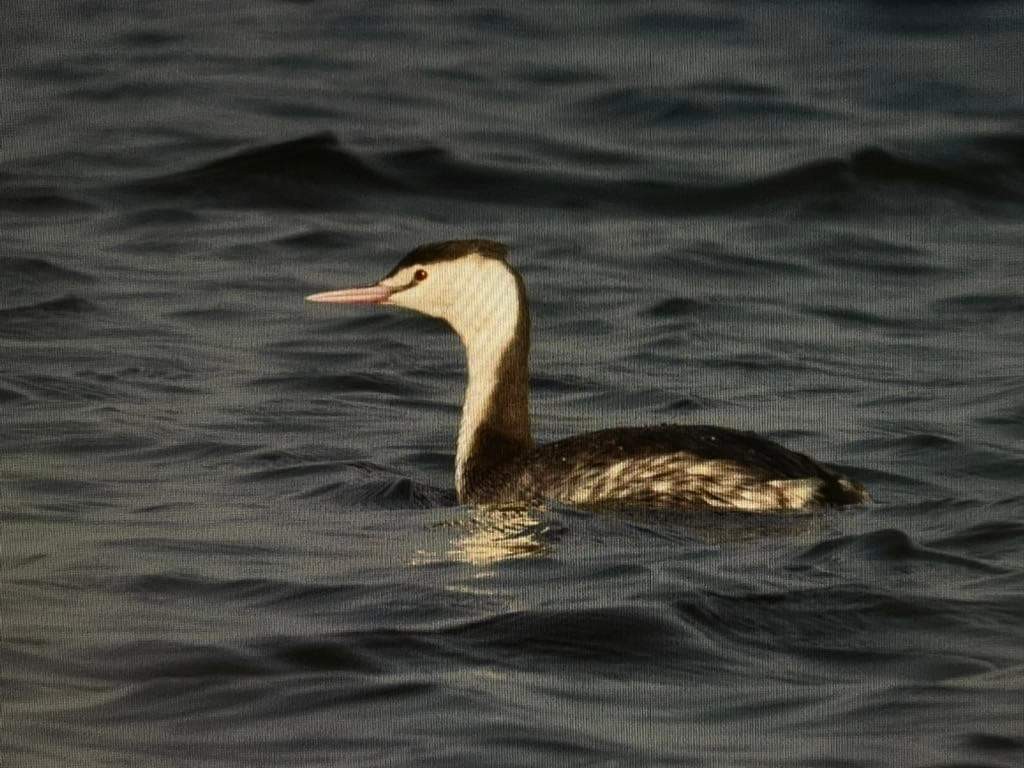 Great Crested Grebe - ML543227571