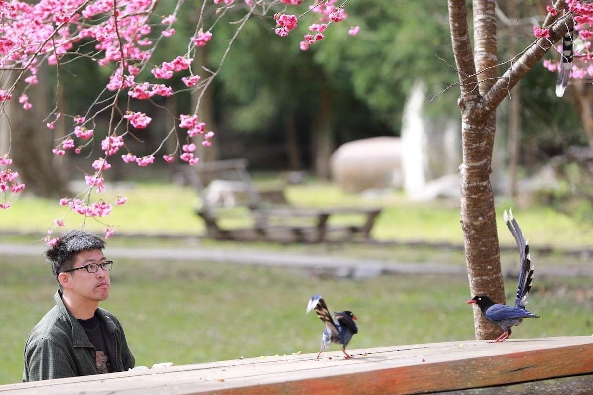 Taiwan Blue-Magpie - Wayne Hsu