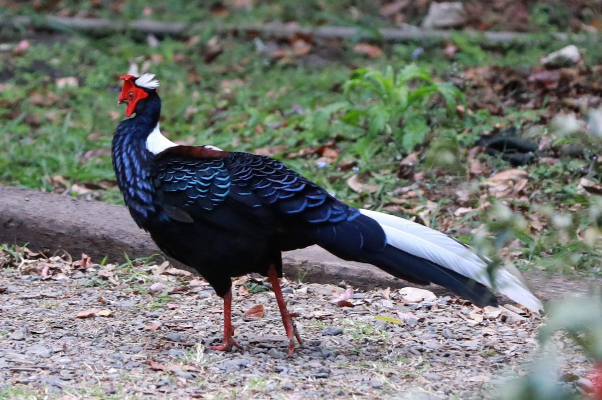 Swinhoe's Pheasant - ML543227701