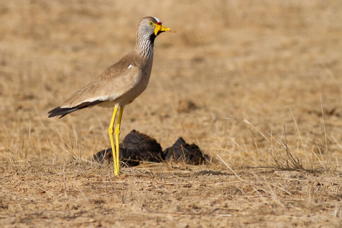 Wattled Lapwing - Frédéric Bacuez
