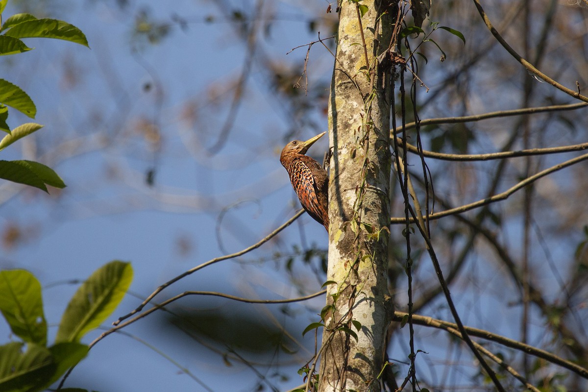 Bay Woodpecker - ML543228701