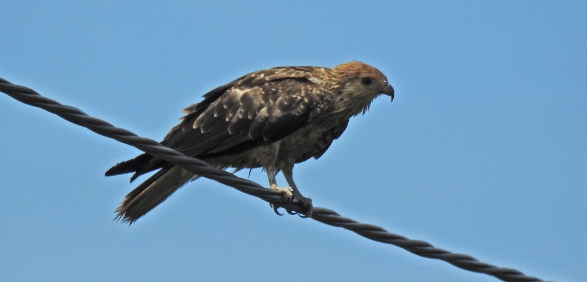 Whistling Kite - Ted Sears
