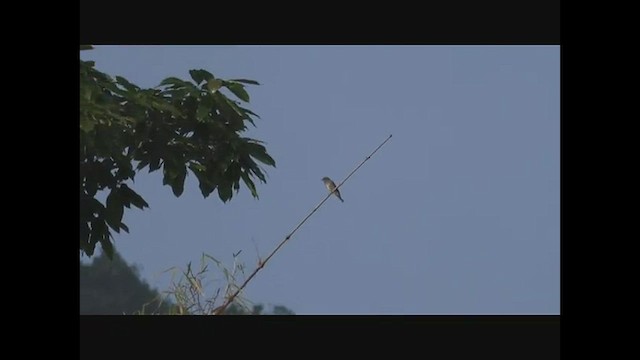 Dark-sided Flycatcher - ML543229011