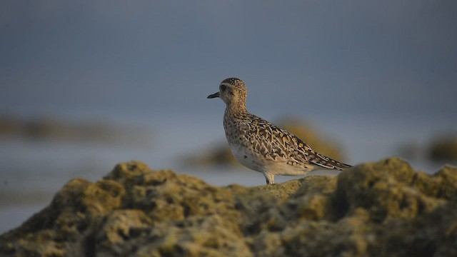 Pacific Golden-Plover - ML543229631