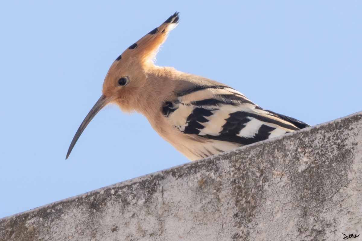 Eurasian Hoopoe - ML543229651