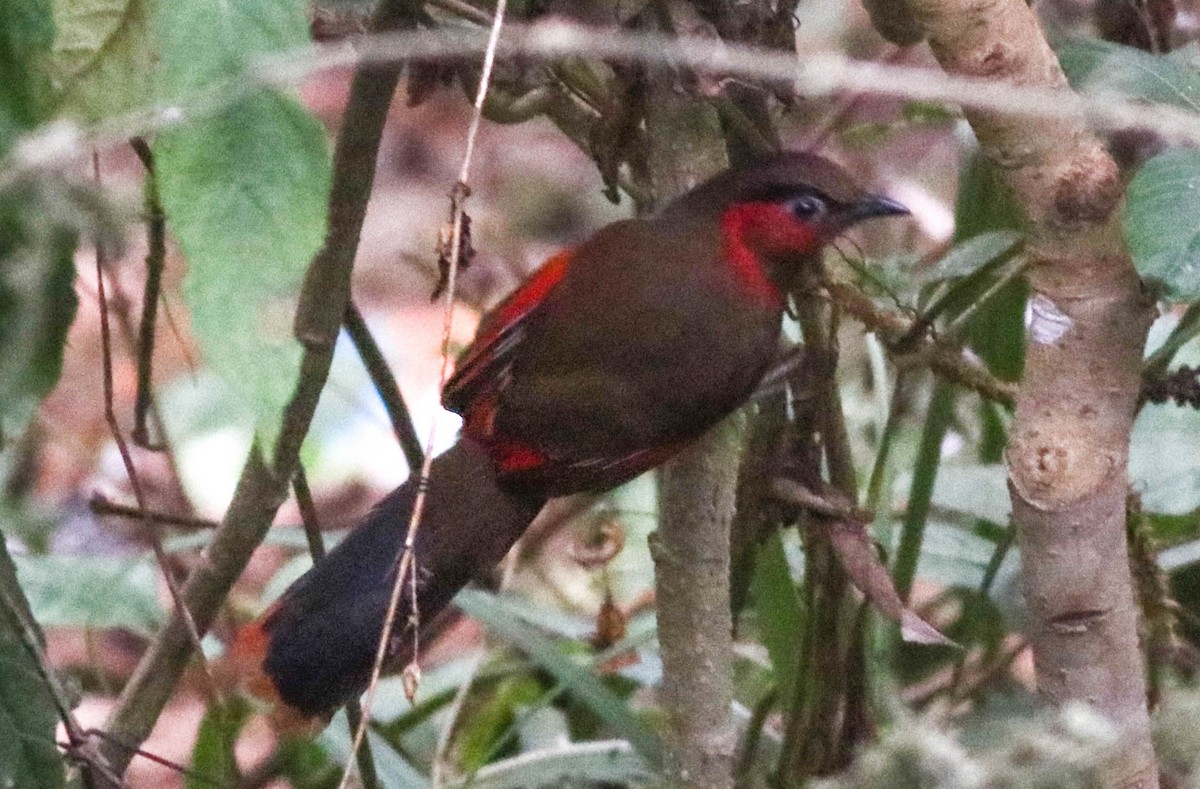 Red-faced Liocichla - ML543229981