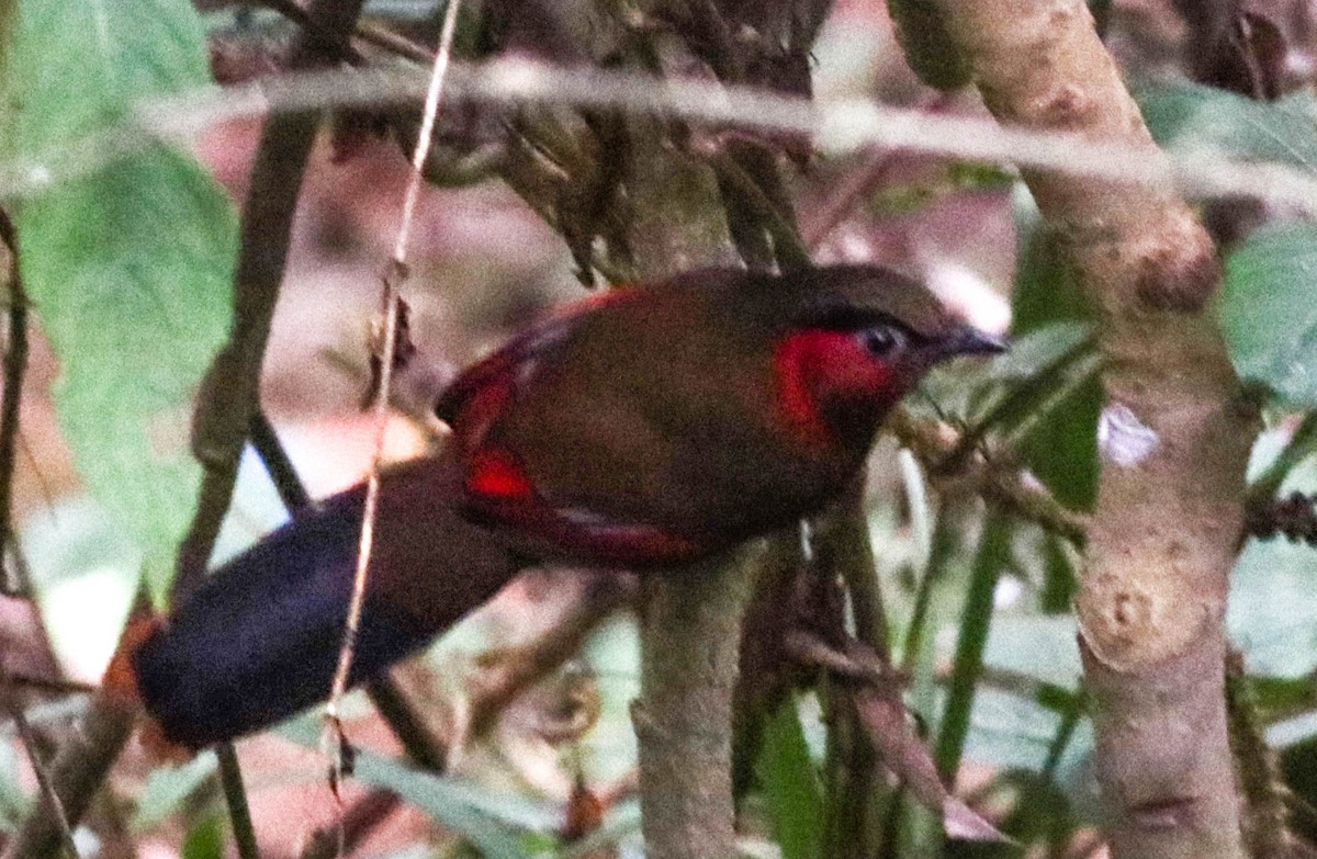 Red-faced Liocichla - ML543229991
