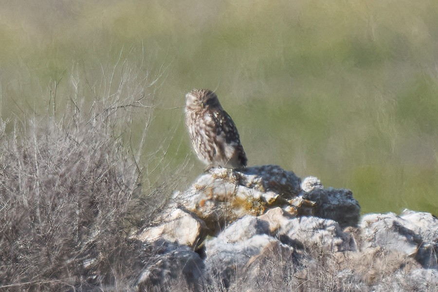 Little Owl - ML543230051