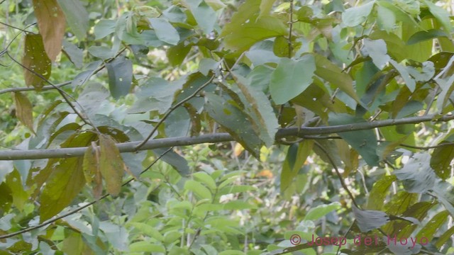 gullpannevireo - ML543231001