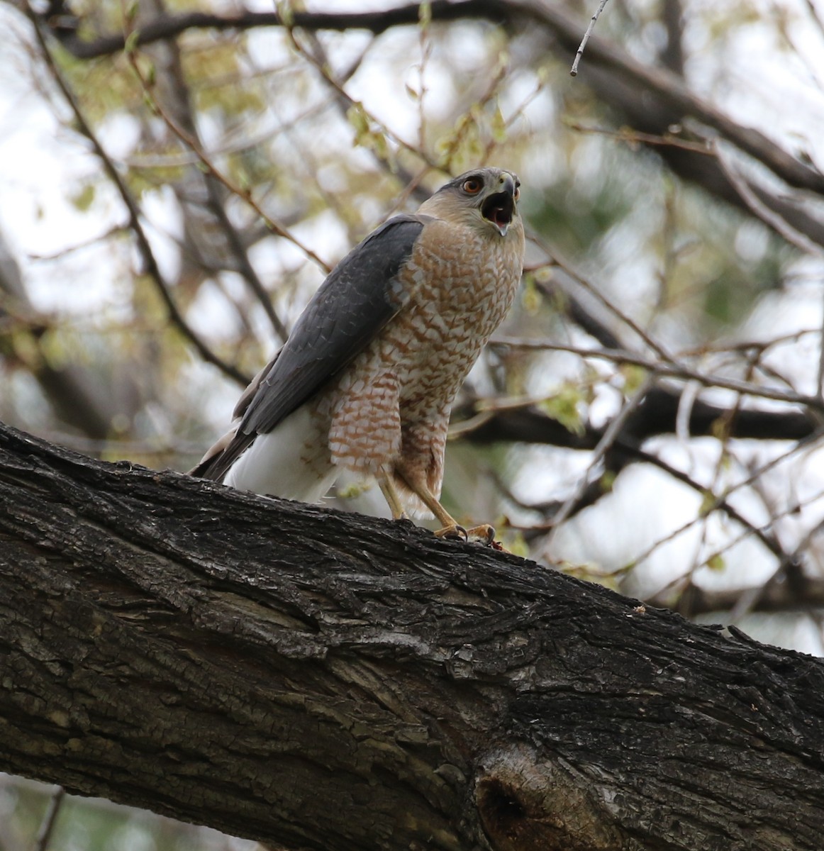 Cooper's Hawk - ML54323101