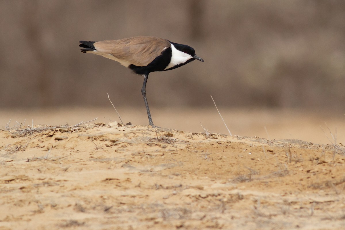 Spur-winged Lapwing - Frédéric Bacuez