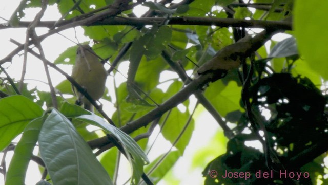 Golden-fronted Greenlet - ML543231561