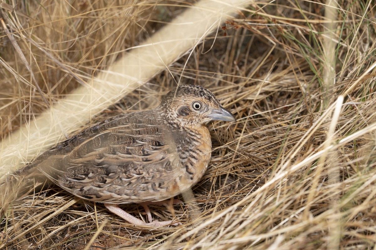 Red-chested Buttonquail - ML543231591