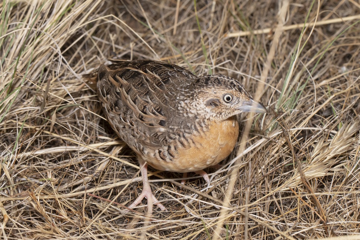 Red-chested Buttonquail - ML543231601
