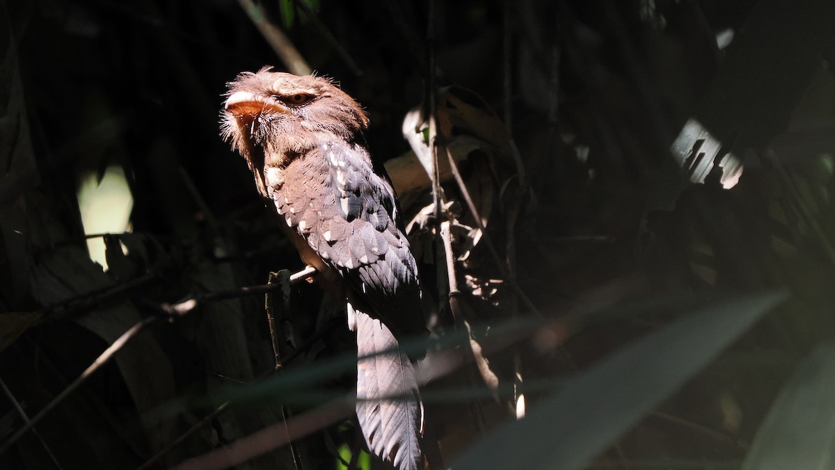 Gould's Frogmouth - Mike Grant