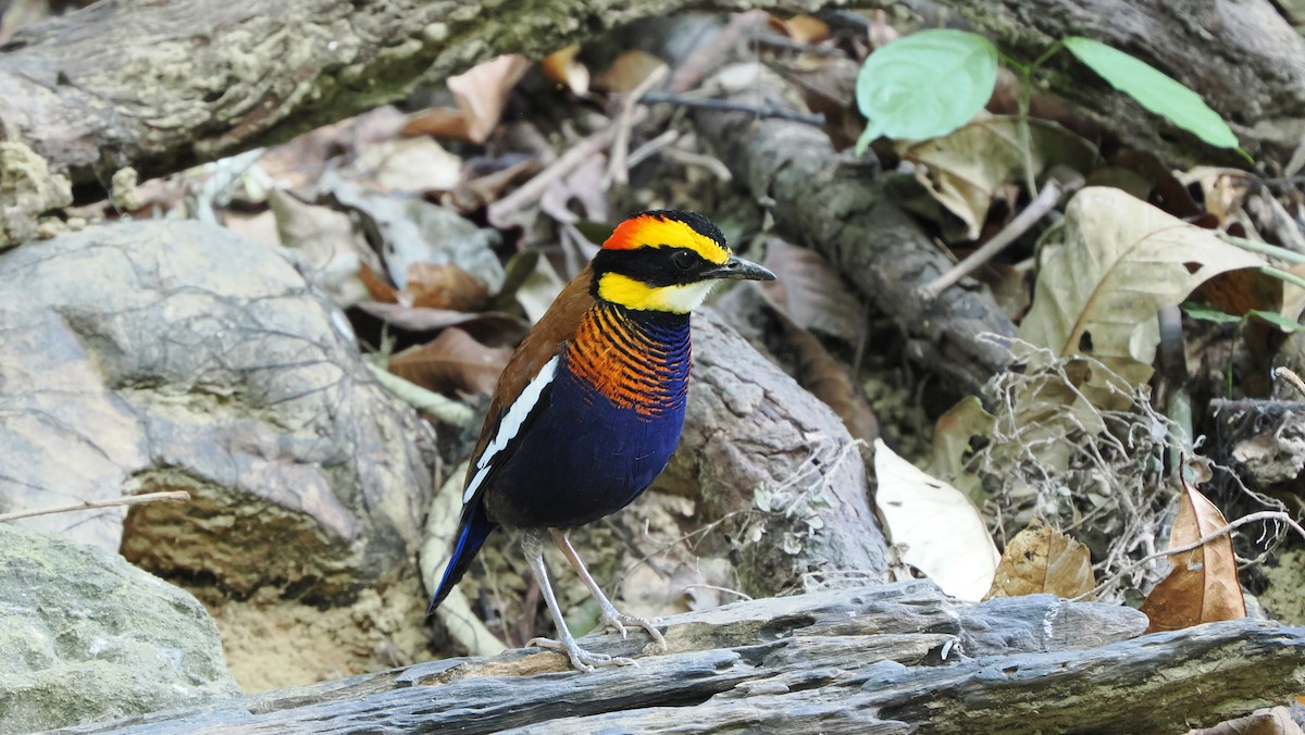 Malayan Banded-Pitta - Mike Grant