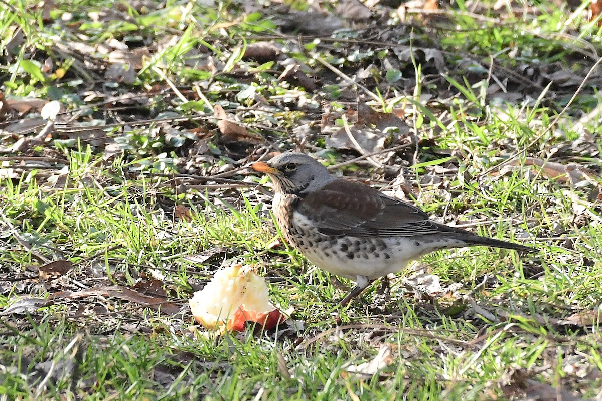 Fieldfare - ML543232191