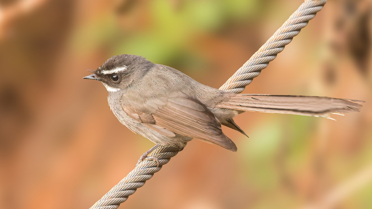 White-throated Fantail - ML543232221