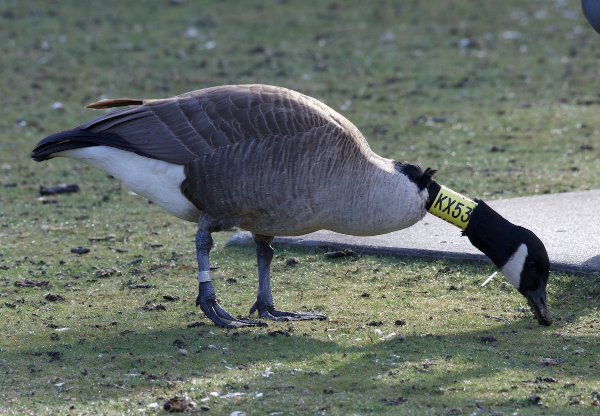 kanadagås - ML543232511