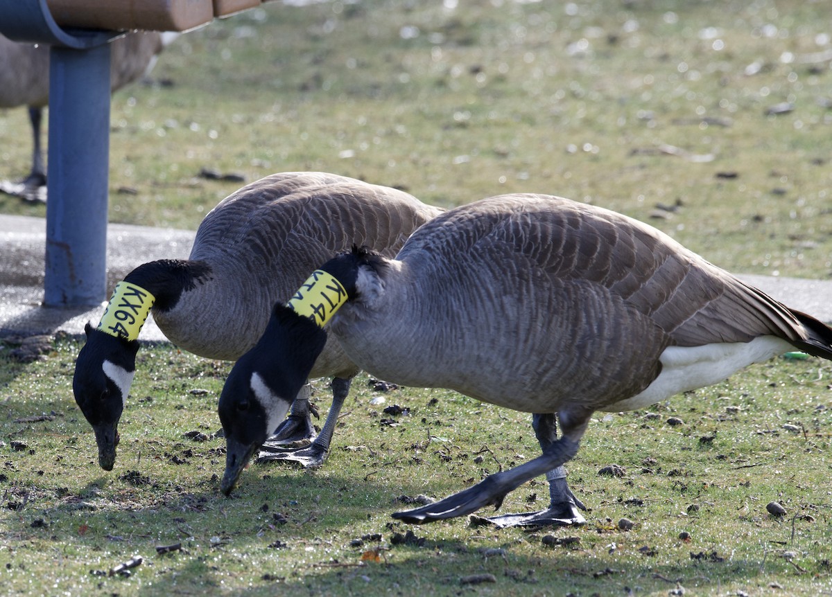 kanadagås - ML543232521