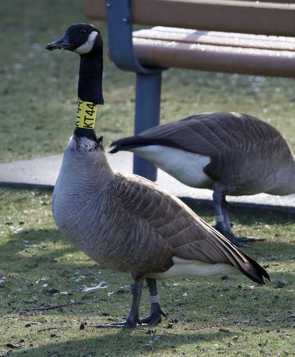 kanadagås - ML543232531