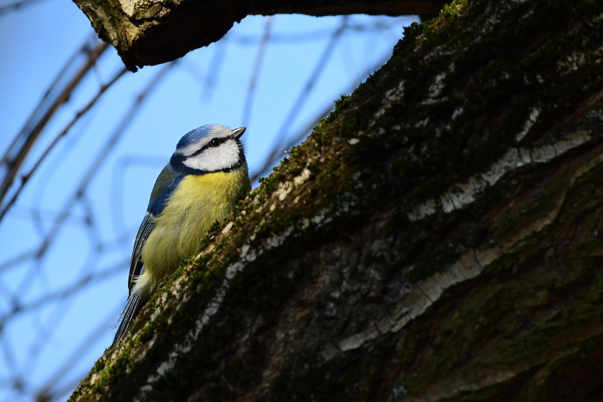 Eurasian Blue Tit - ML543232541