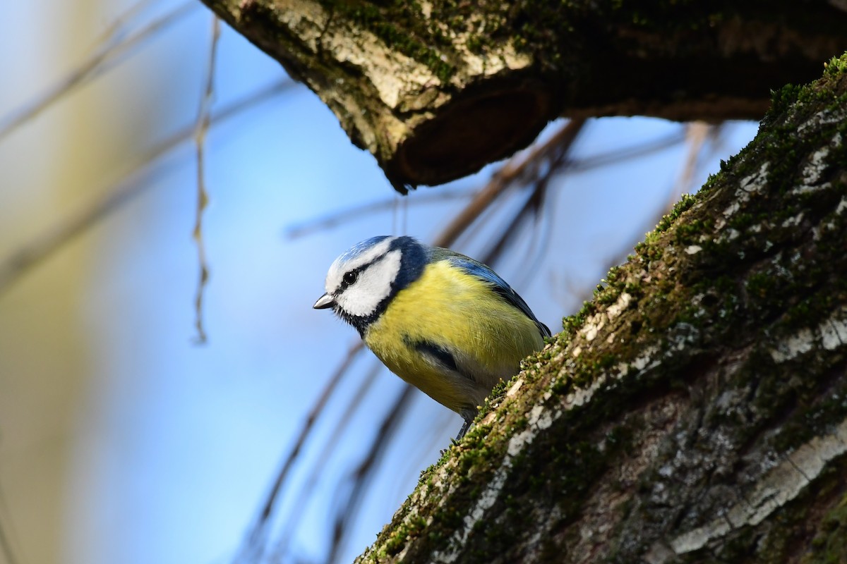 Eurasian Blue Tit - ML543232551