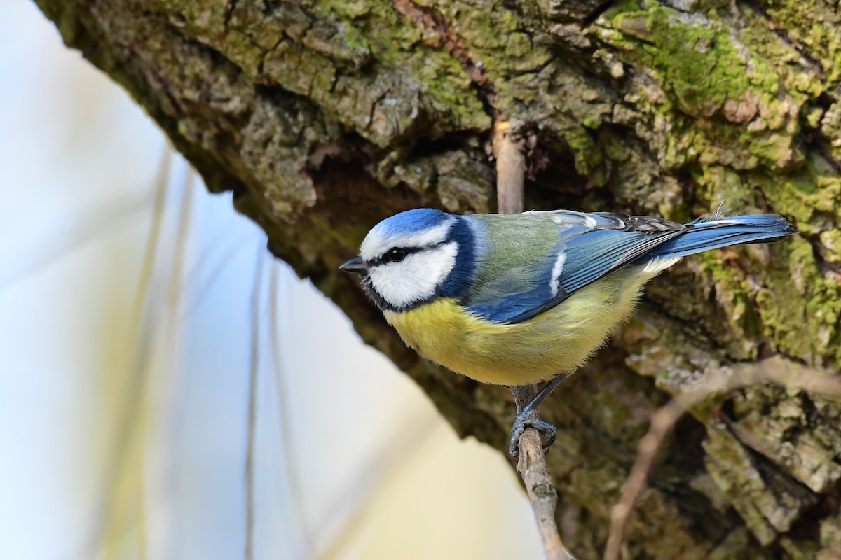 Eurasian Blue Tit - ML543232561