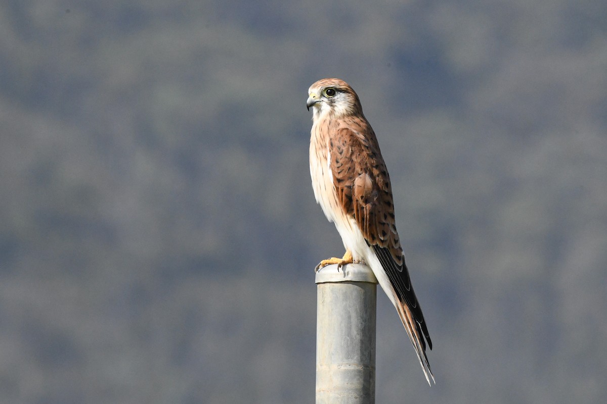 Nankeen Kestrel - ML543232911