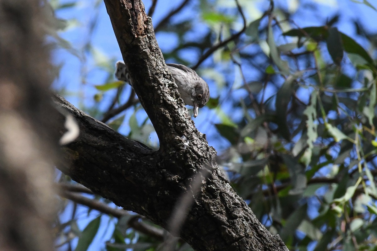 Varied Sittella - ML543232931