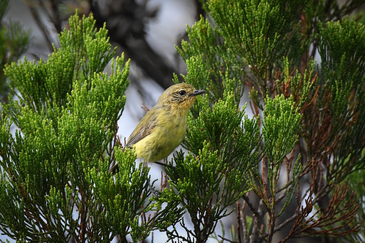 Yellow Thornbill - ML543232941