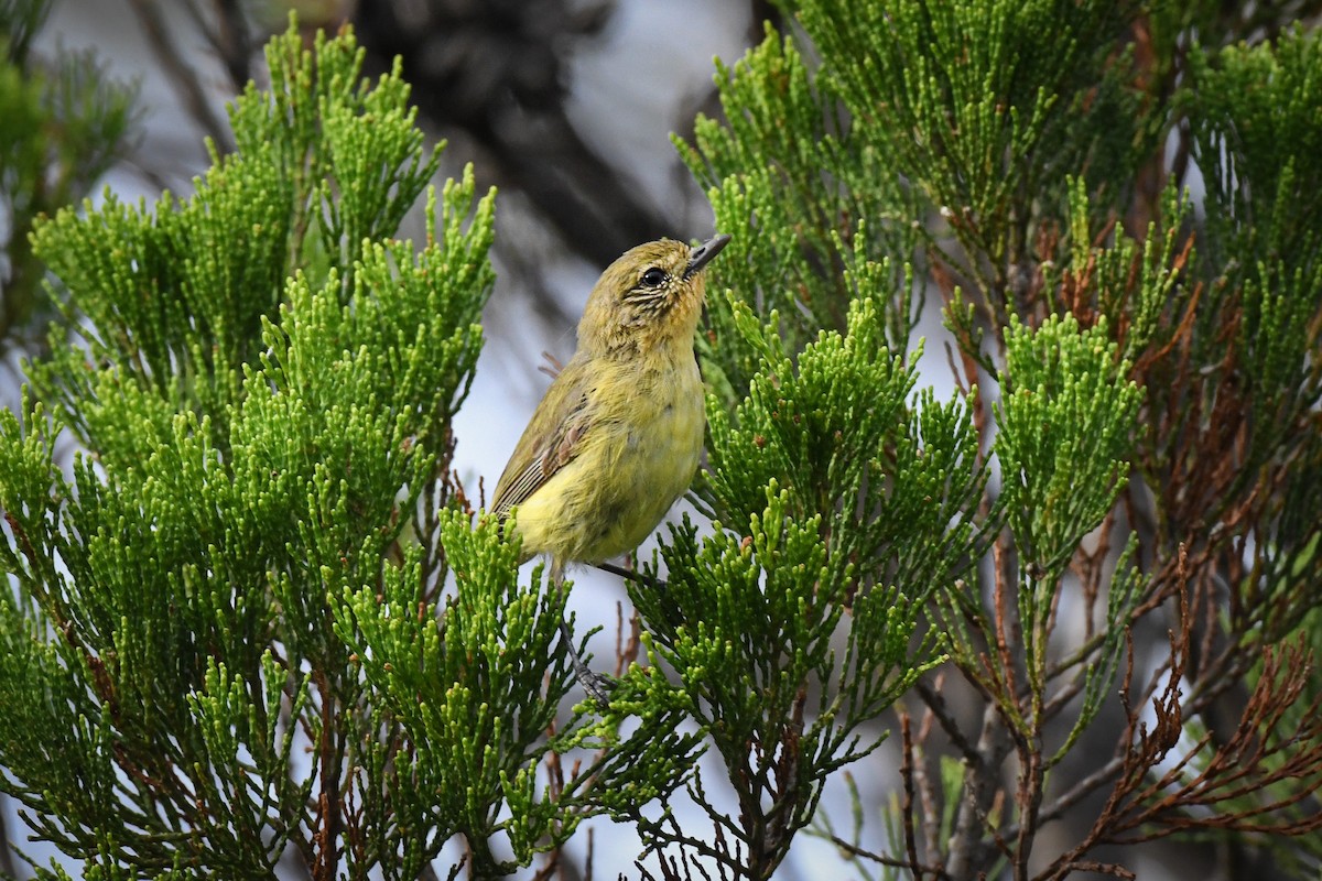 Yellow Thornbill - Trevor Evans