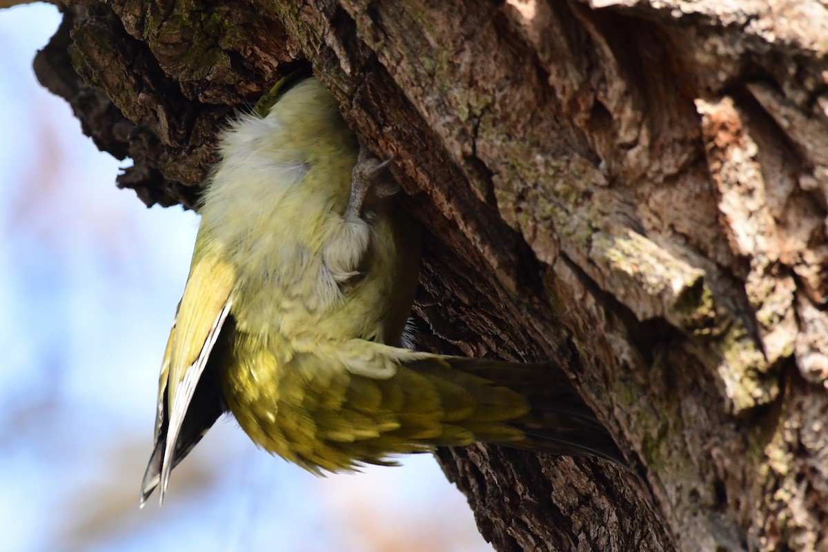 Eurasian Green Woodpecker - ML543232971