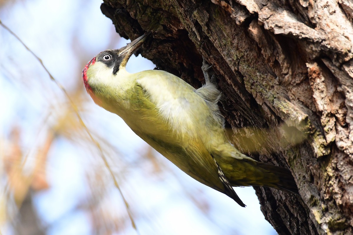 Eurasian Green Woodpecker - ML543232991