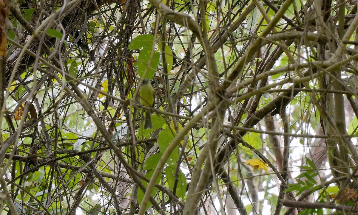 Yellow-green Tyrannulet - ML543233311