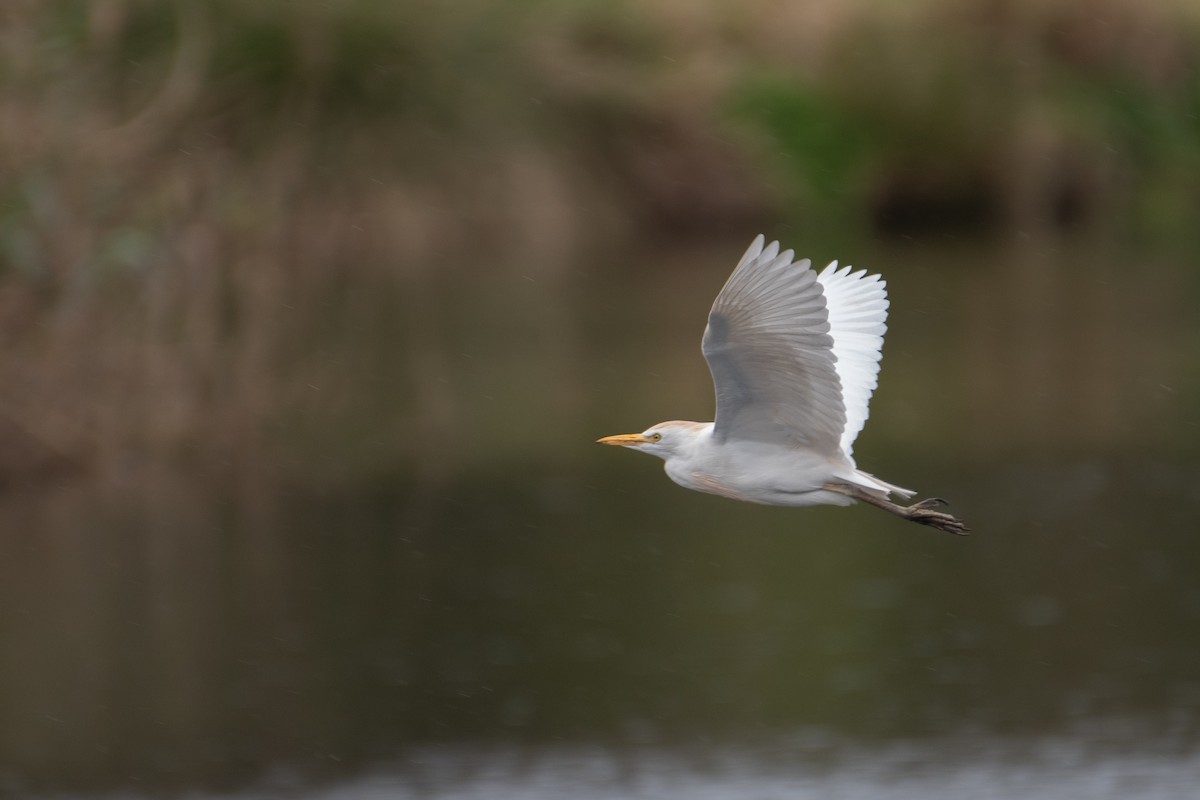 Western Cattle Egret - Ana Amaral