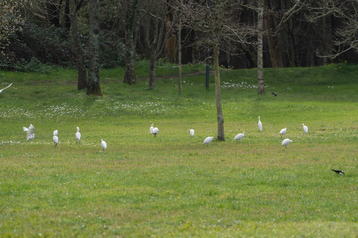 Western Cattle Egret - ML543233701