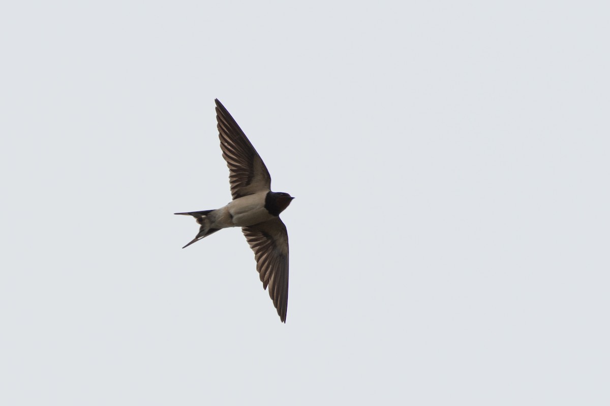 Barn Swallow - ML543234241