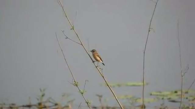 Siberian Stonechat - ML543234421