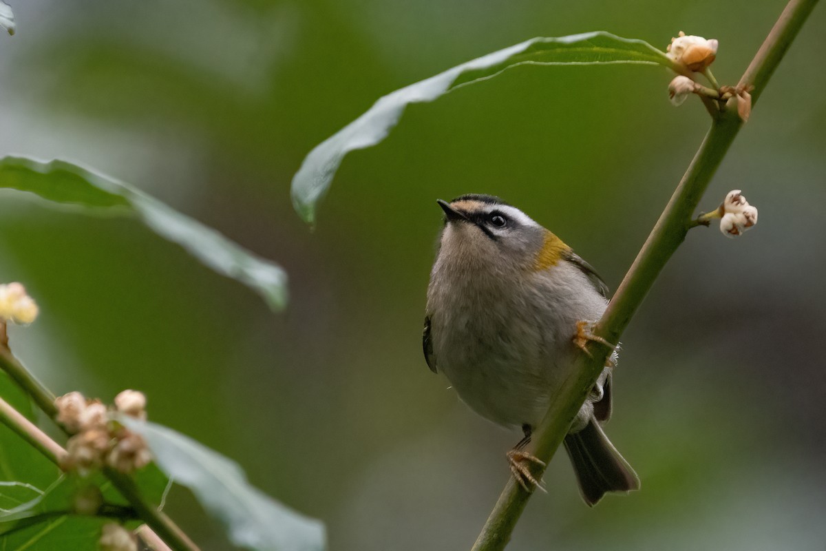 Common Firecrest - ML543234481