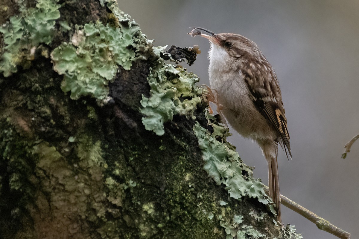 Short-toed Treecreeper - Ana Amaral