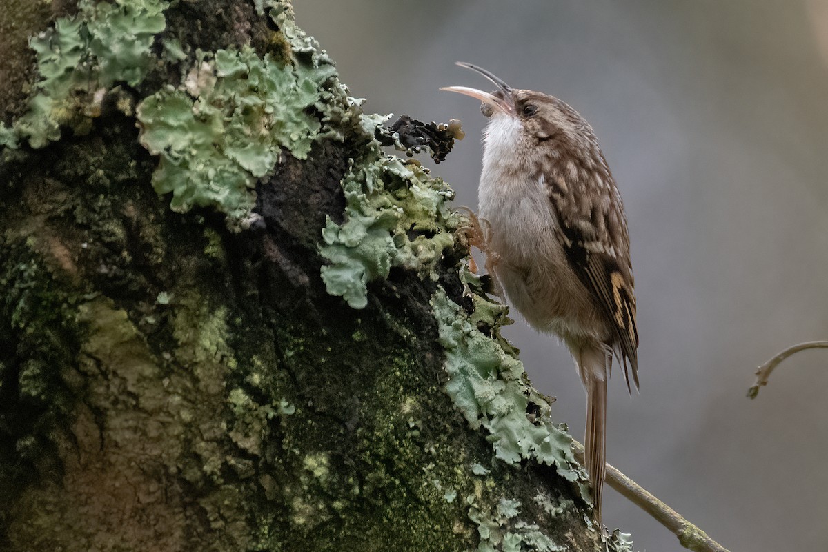 Short-toed Treecreeper - Ana Amaral