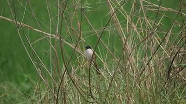 Long-tailed Shrike (tricolor/longicaudatus) - ML543235121