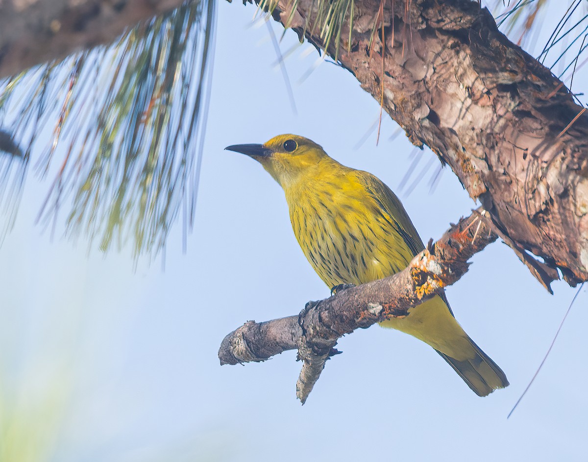 Slender-billed Oriole - Pascal De Munck