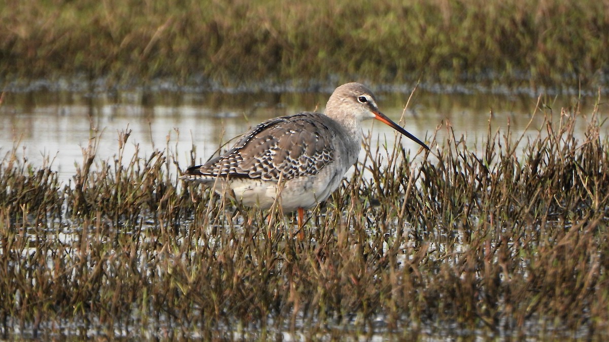 Spotted Redshank - ML543235211