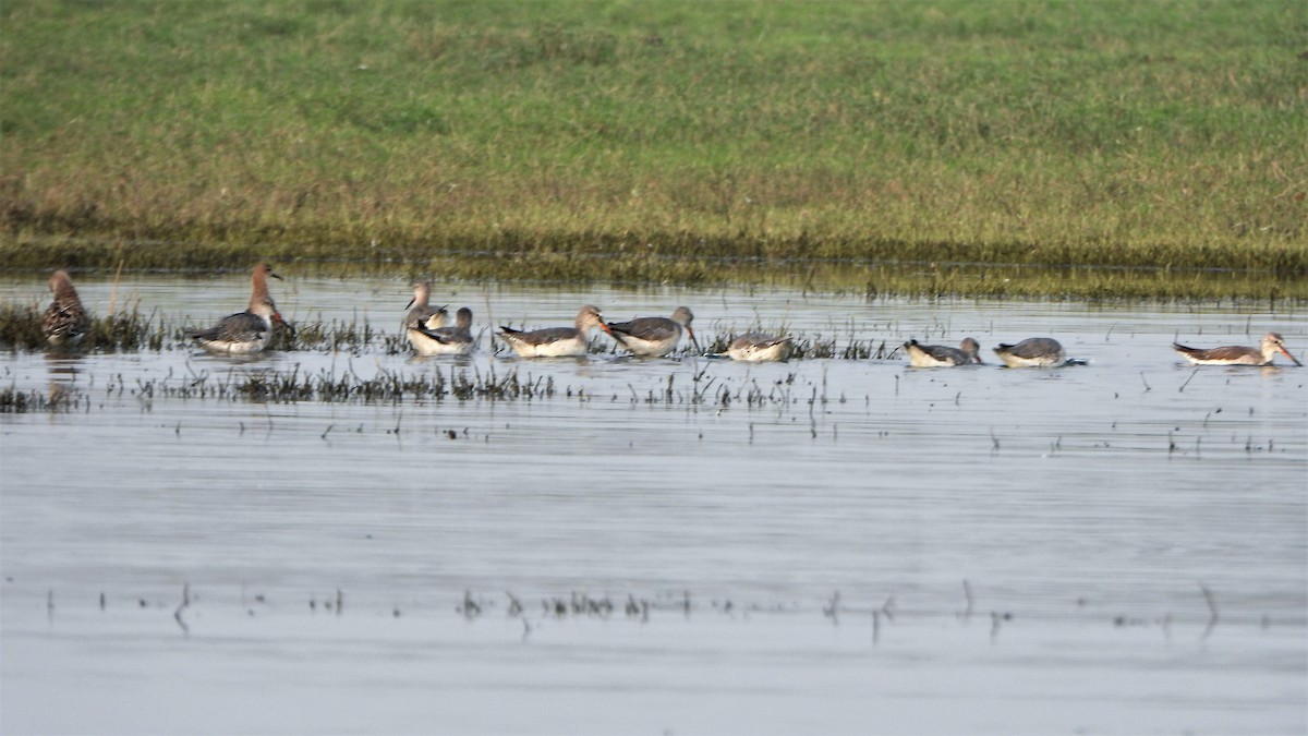 Spotted Redshank - ML543235341